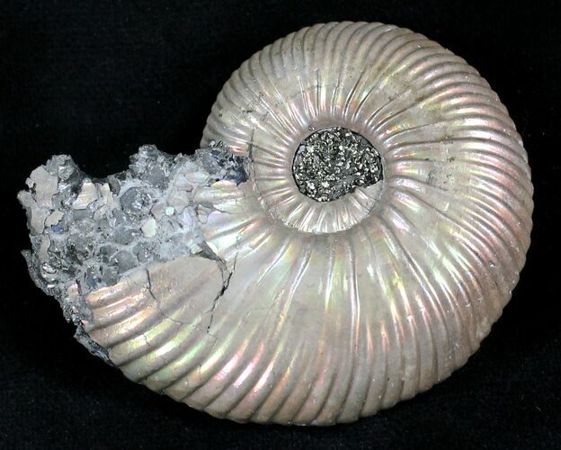 Quenstedticeras Ammonite - Pyritized & Iridescent #28036